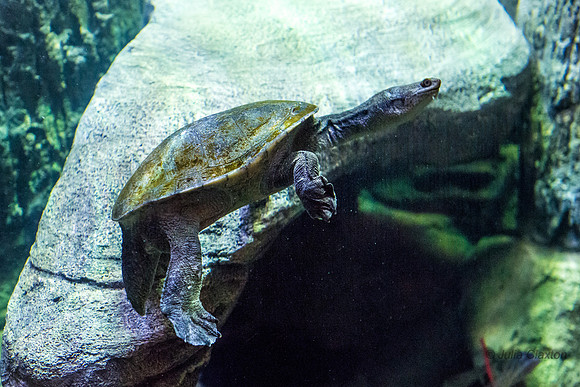 20150210-049DSC_0761