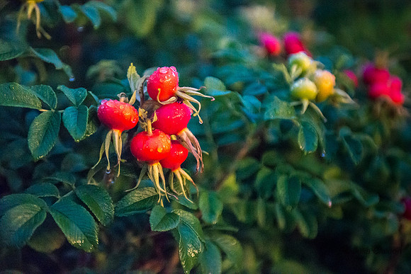 20140901-DSC_0529