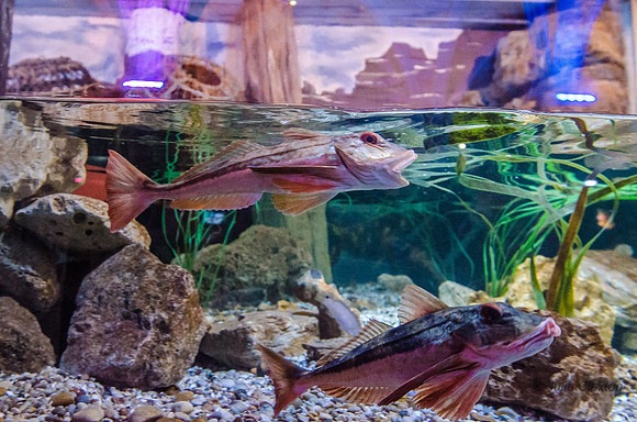 20130430-_DSC8079