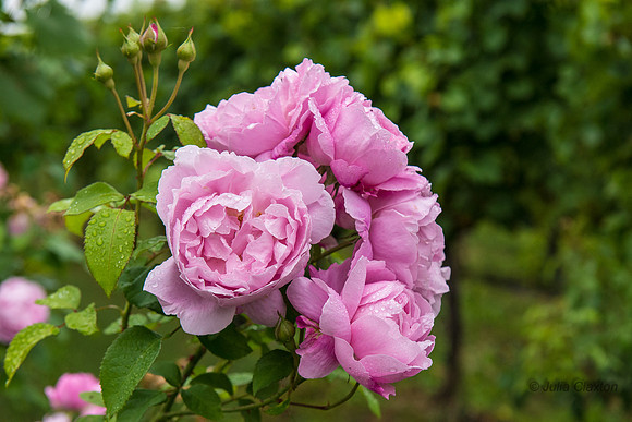 20140901-DSC_0323