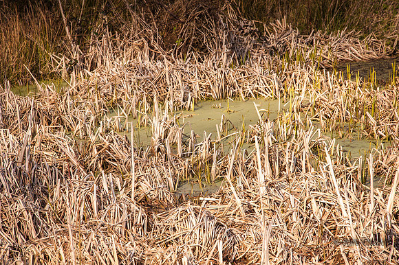 20140306-_JC20151