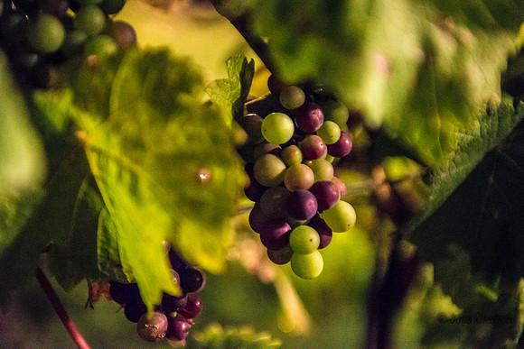 20140901-DSC_0562