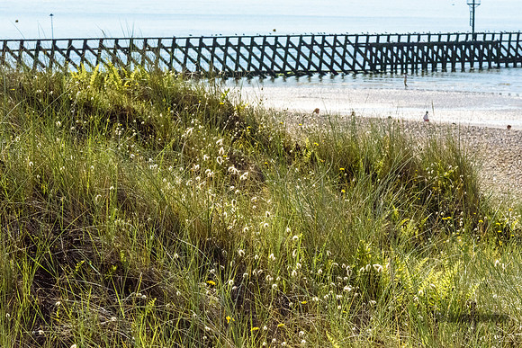 762-20210718-_DSC3995