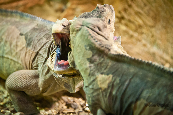 _JMC9058