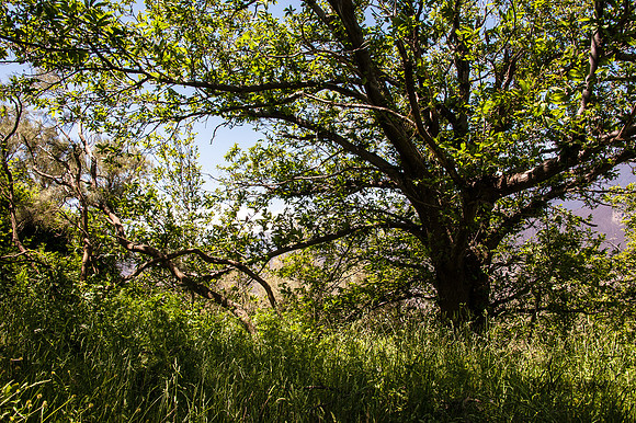 20140608-_JC28706