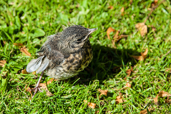 20140625-_DSC6247