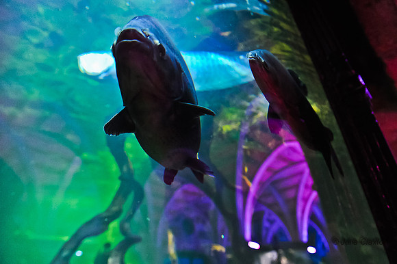 20120516-JMC_1373