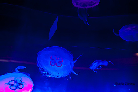 20120516-JMC_1327