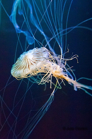 20120516-JMC_1145