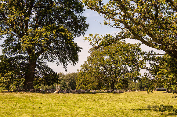 20140718-_DSC6715