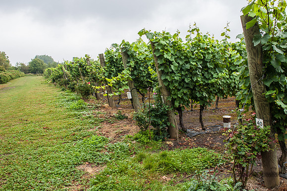 20130824-_DSC5170