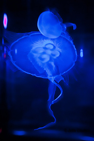 20120516-JMC_1330