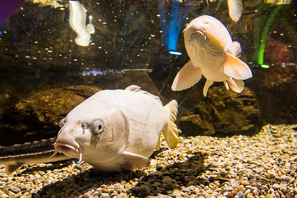 74-20150523-2458