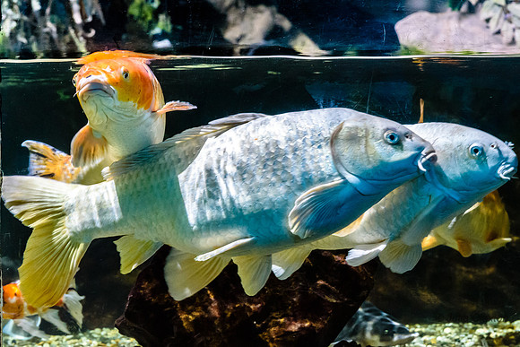 20190718-DSC_6573