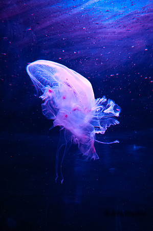 20121218-_JMC0426