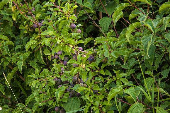 20140725-_DSC7248